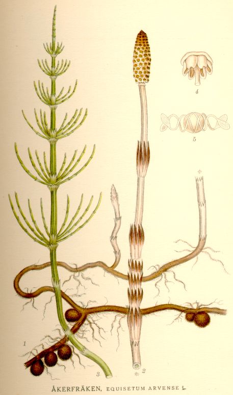 Хвощ полевой - Equisetum arvense 