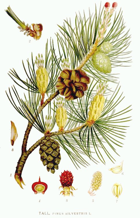 Pinus silvestris-Сосна обыкновенная