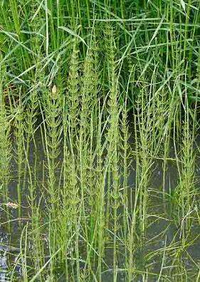 Хвощ речной - Equisetum fluviatile 