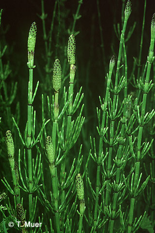 Хвощ болотный - Equisetum palustre