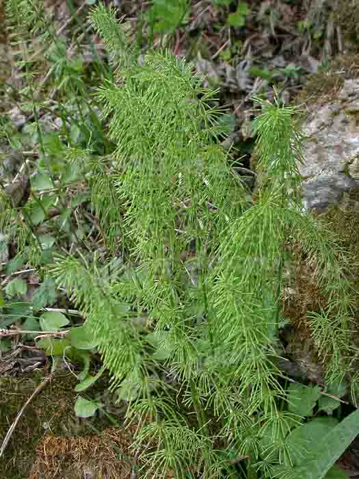 Хвощ луговой - Equisetum pratense