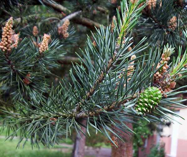 Сосна обыкновенная-Pinus silvestris
