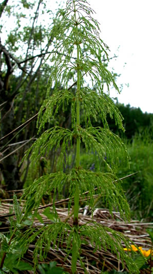 хвощ лесной - equisetum-sylvaticum