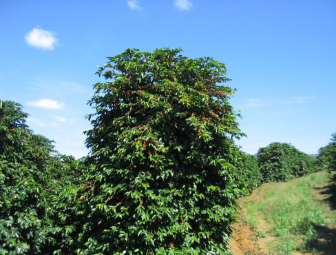 кофейное дерево