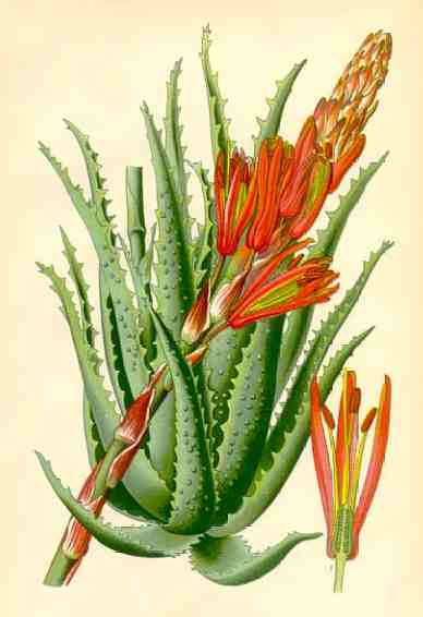 Aloe arborescens - Алое Древовидное