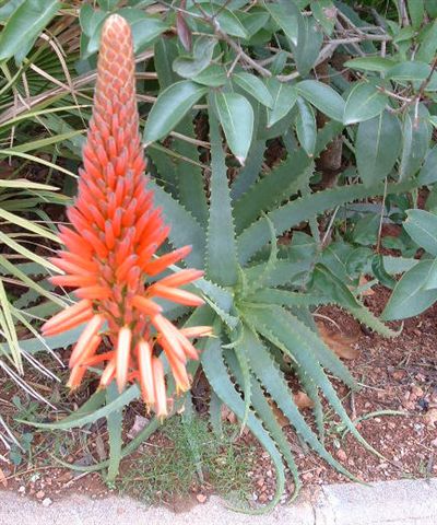 Алоэ - Aloe arborescens