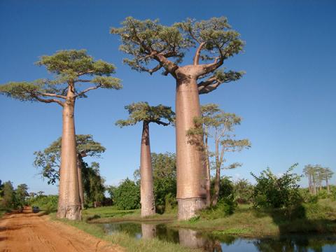 Необычные деревья